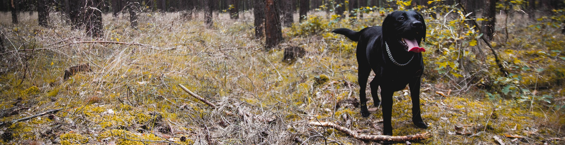 Ein schwarzer Hund steht im Wald