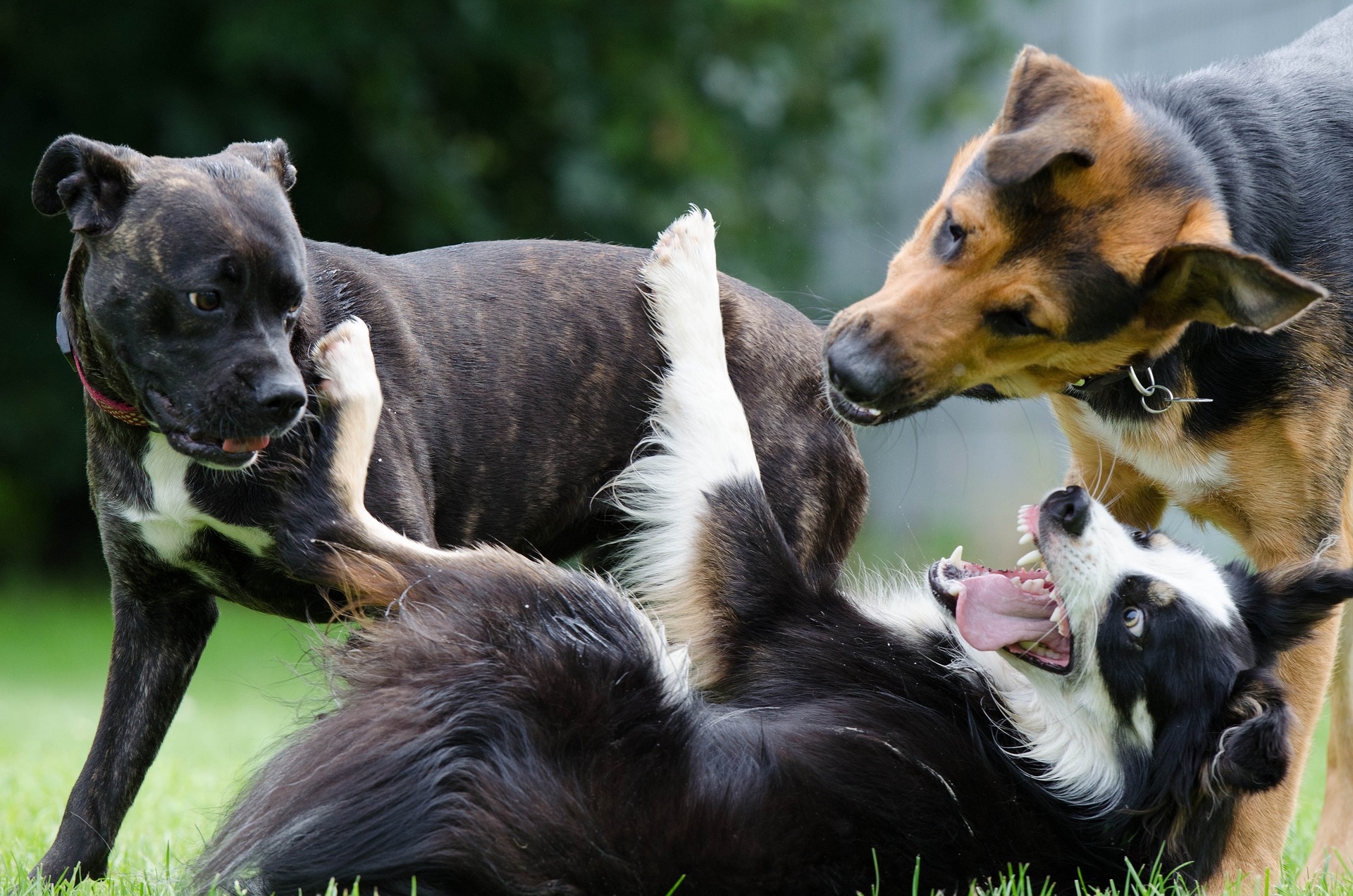 Bewertung und Einschätzung des Hundeverhaltens