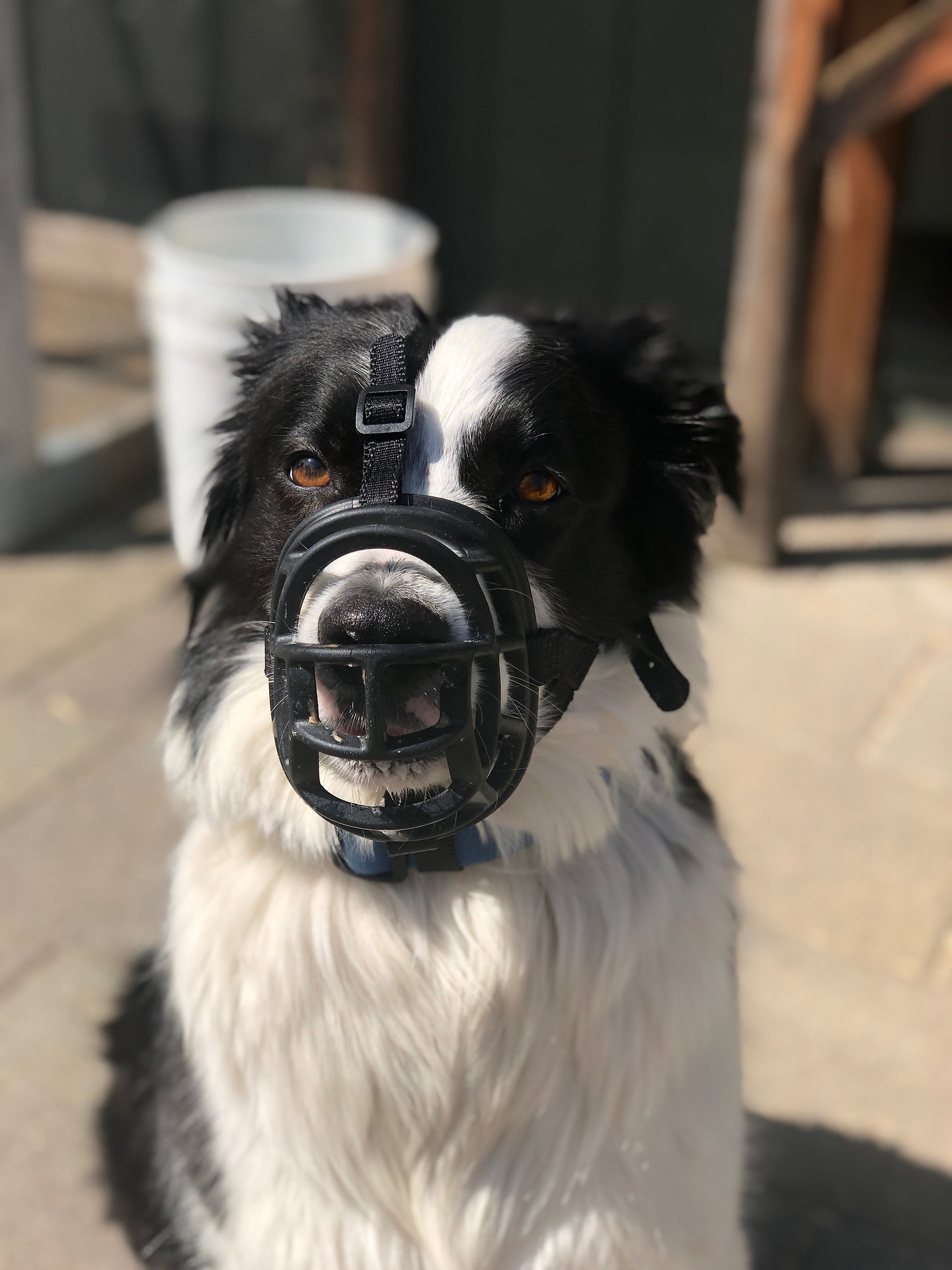 Border Collie mit Maulkorb